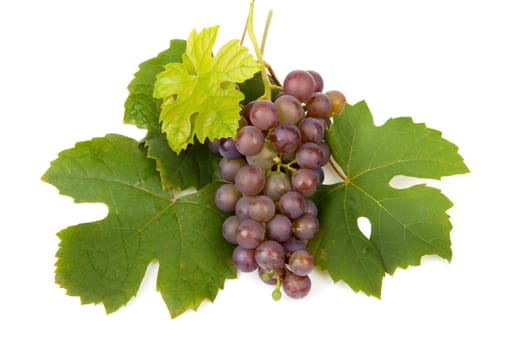 cluster of blue grapes with leaves over white background
