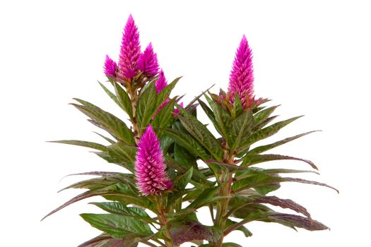 Pink Celosia Venezuela plant in closeup isolated on white background