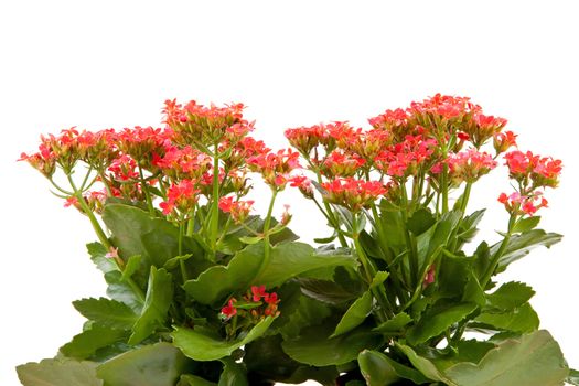 pink kalanchoe flower plant isolated on white background