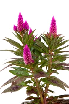 Pink Celosia Venezuela plant in closeup isolated on white background