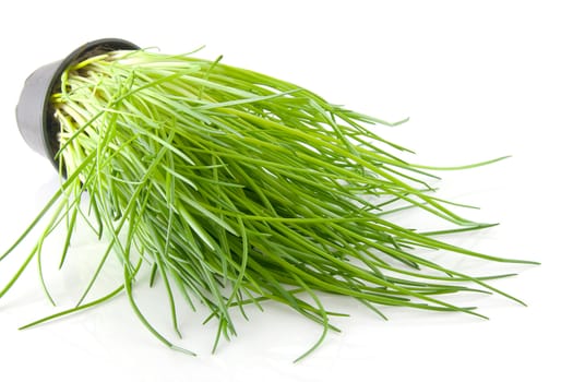 fresh chives in pot isolated on white background