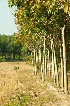 Rubber trees Nong Khai Province at Thailand.