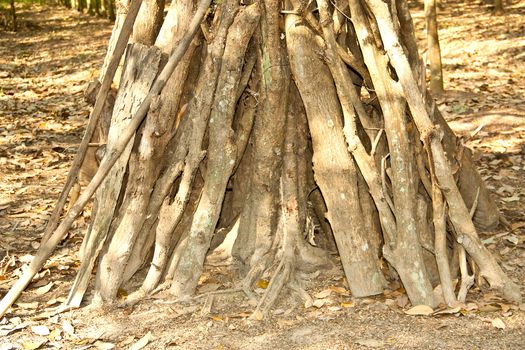 The walls of the tree root for background.