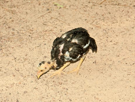 Small chicken  eating the food in the ground.