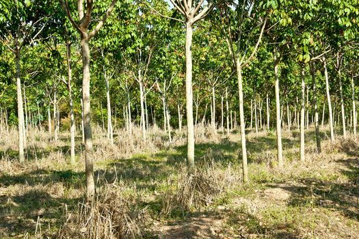 Rubber trees at Thailand In view of a wall.