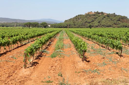 view over vineyard in the south of france