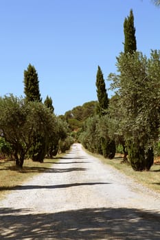 beautiful empty lane in the south of france