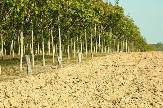 Rubber trees at Thailand In view of a wall.