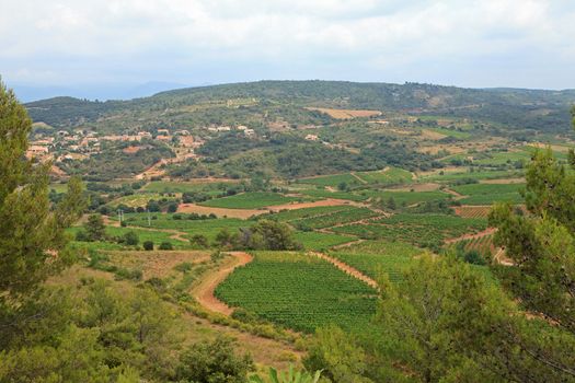 landscape with vineyard and mountains  in the south of france