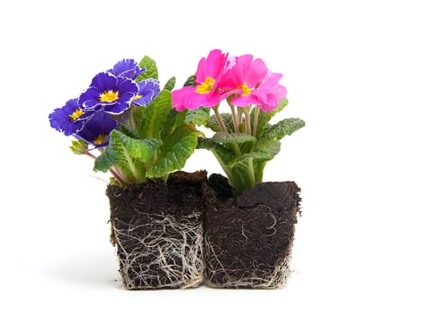 Pink and purple primula flower in garden soil over white background