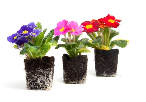 three colorful primula flower in garden soil over white background