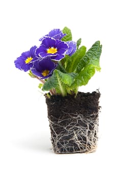 purple primula flower in garden soil over white background
