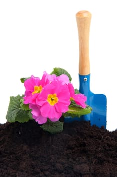 gardening with soil, tools and plants over white background