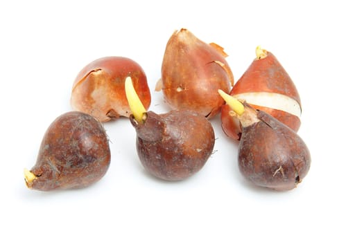flower bulbs in closeup over white background