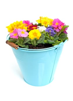Colorful Primula flowers in blue bucket isolated on white background