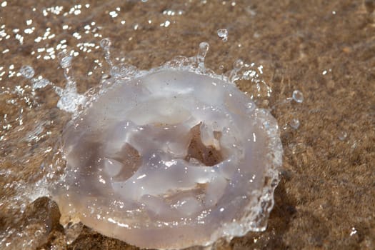 dead jellyfish in closeup on the beach with splashing water
