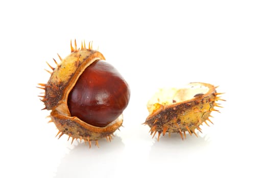 One spiky cracked chestnut over white background