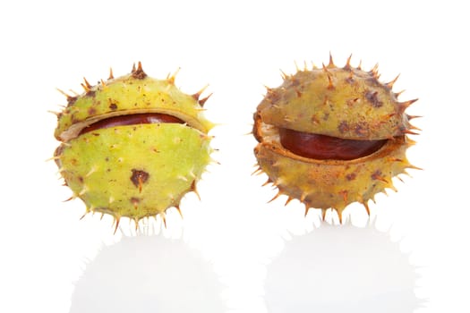 Two spiky chestnut over white background