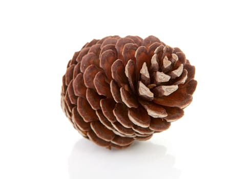 One big pine cone isolated on white background