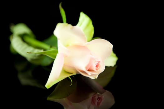 pink rose in closeup mirroring over black background