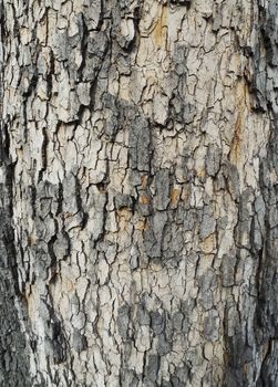 Bark of tree texture 