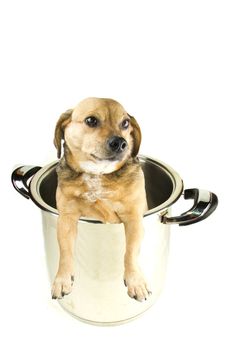 a dog in the pot