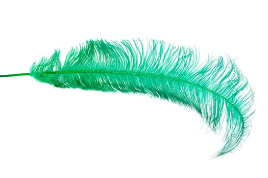 one green feather isolated on white background