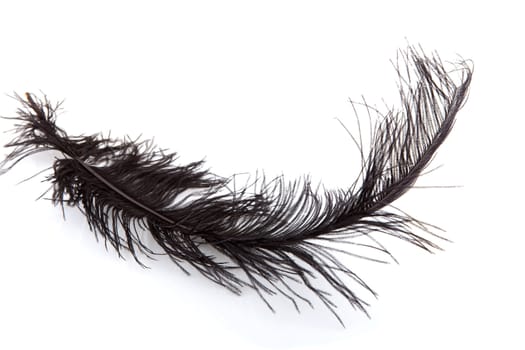 one black feather isolated on white background