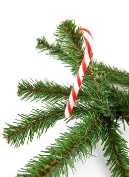 branch of christmas tree with candycane over white background