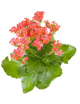 pink kalanchoe flower plant isolated on white background