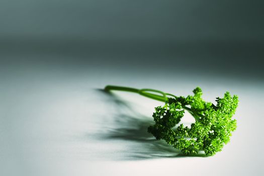 green raw french parsley in tense light