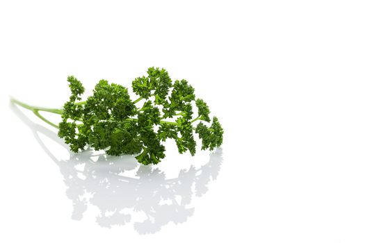 french curly parsley on white background