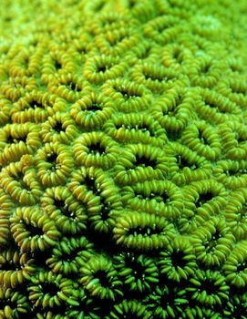 close up image that captures the details of coral on reef
