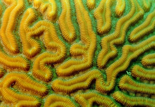 close up image of brain coral underwater