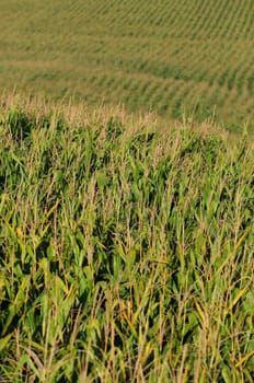 Beautiful cornfield on rural farm landscape