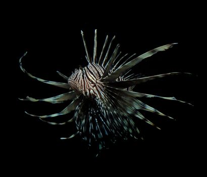 isolated Lionfish on black background