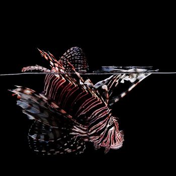 tropical lionfish on black background making a splash in water