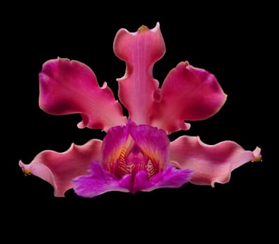 pink orchid flower on black background