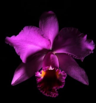 purple orchid on black background