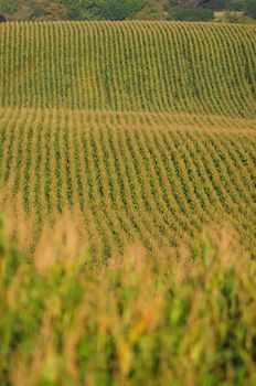 rows of corn on a farm