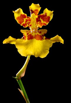yellow and red orchid flower on black background