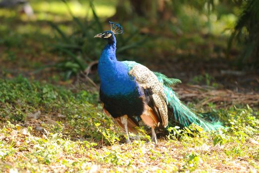 a peacock outdoors in summertime