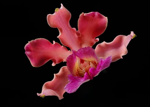 A bright pink orchid flower isolated on black background