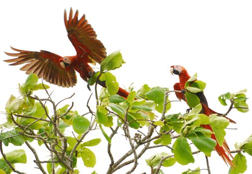 Parrots flying away from tree in Costa Rica