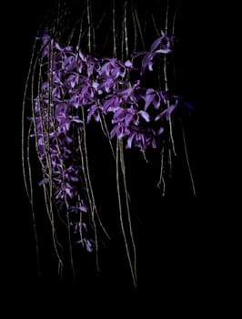 purple orchid flowers on black background