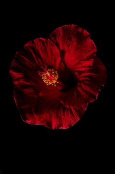 red hibiscus flower on black background