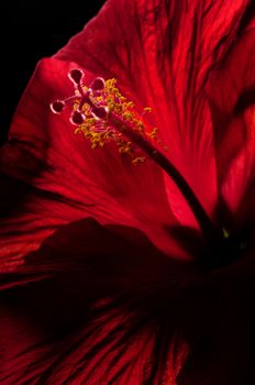 close up of red hibiscus stamen and flower on black background
