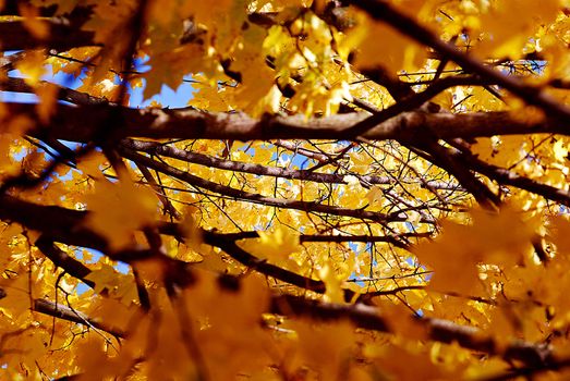 Yellow leaves on the trees.