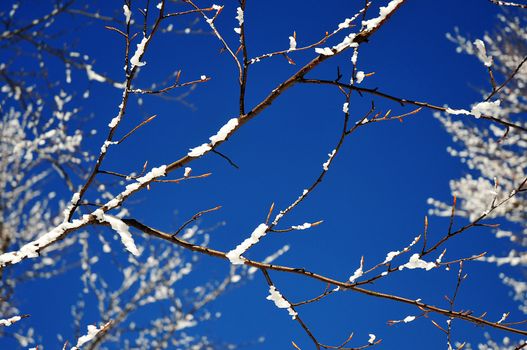 Snow-covered and icy tree branches against the blue sky.