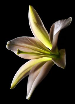 white stargazer lily flower on black background